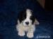 Landseer s PP  - Prodej