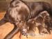 Labrador retriever šteniatka s P.P. - Predaj