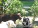 Labrador retriever šteniatka s P.P. - Predaj