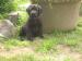 Labrador retriever šteniatka s P.P. - Predaj