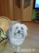 Shi-tzu - Predaj