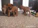 Pitbull x Stafford (Am. Staffbull) - Predaj