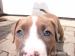 Pitbull x Stafford (Am. Staffbull) - Predaj