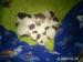 Prodám shih tzu štěňátka - Prodej