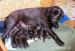 Labrador retriever - Predaj