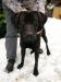 Alfie - RR x labrador hľadá nový domov - Darovanie