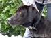 Alfie - RR x labrador hľadá nový domov - Darovanie