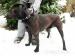 Alfie - RR x labrador hľadá nový domov - Darovanie