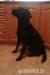 13 mesacna mila fenka labradora - Darovanie