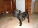 Patterdale terier - Prodej