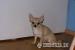 Sunia chihuahua z rodowodem FCI - Sprzedaż