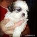 Prodám shih tzu štěňátka - Prodej