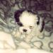 Prodám shih tzu štěňátka - Prodej