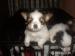 Papillon - Prodej