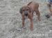 Rhodeský ridgeback - Prodej
