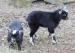 Kamerunská koza - kozlíci na prodej - Prodej