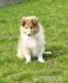 Štěně - krásného  zlatého psa kolie dlouhosrsté - Prodej