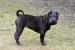 šarpej štěňata s PP / shar-pei - Prodej