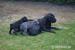 Cane Corso  - Predaj