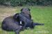 Cane Corso  - Predaj