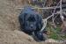 Cane Corso  - Predaj