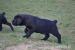 Cane Corso  - Predaj