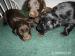 Flat Coated Retriever - Prodej