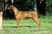 Rhodéský Ridgeback štěně - Prodej