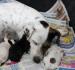Jack russel terier - Darovanie