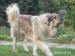 Šarplaninský pastevecký pes – štěně s PP - Prodej