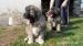 Šarplaninský pastevecký pes – štěně s PP - Prodej
