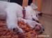 Šteniatko Jack Russell Teriéra - Predaj