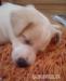 Šteniatko Jack Russell Teriéra - Predaj