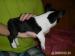 Bostonsky terrier stene fenka - Prodej