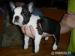 Bostonsky terrier stene fenka - Prodej