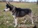  Devil ,piękny Husky do adopcji.Daj mu szansę. - Podarunek