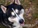  Devil ,piękny Husky do adopcji.Daj mu szansę. - Podarunek