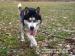  Devil ,piękny Husky do adopcji.Daj mu szansę. - Podarunek