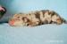 Louisianský Leopardí Pes AYRA ARANEL - Prodej
