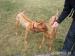 Rhodézsky ridgeback - Predaj
