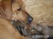 Rhodézsky ridgeback - Predaj