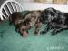 Flat Coated Retriever - Prodej