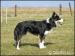 Border collie - Prodej