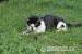 Łezek koci zawadiaka szuka domku - Sprzedaż