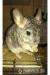 Chinchillas inklusive Käfig - Verkauf