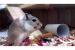 Wüstenrennmäuse (Gerbils) in gute Hände abzugeben - Schenkung