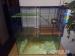 Wüstenrennmäuse (Gerbils) in gute Hände abzugeben - Schenkung