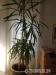 Riesige Yucca Palme - Verkauf