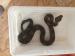 Boa C. Imperator Costa Rica Reinrassig - Verkauf