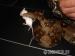 Boa C. Imperator Costa Rica Reinrassig - Verkauf